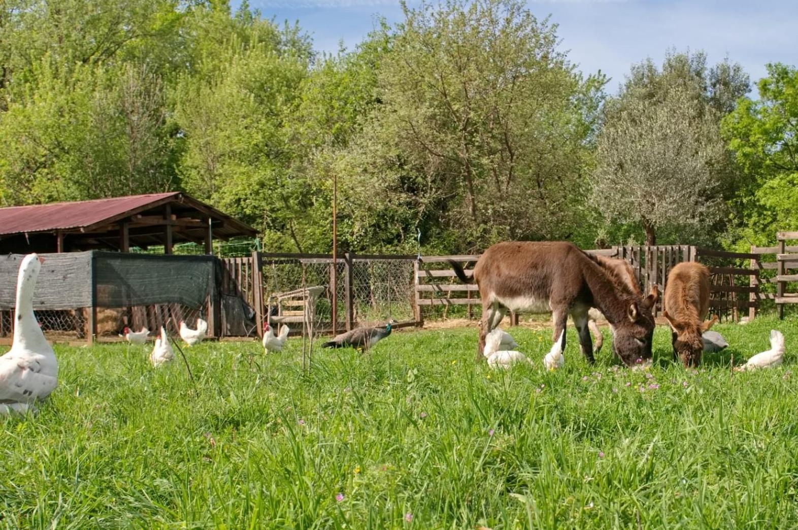 Ranch Stara Maslina *